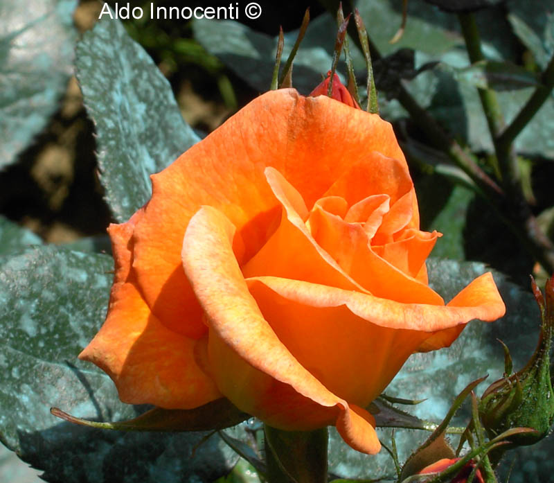 ROSETO BOTANICO